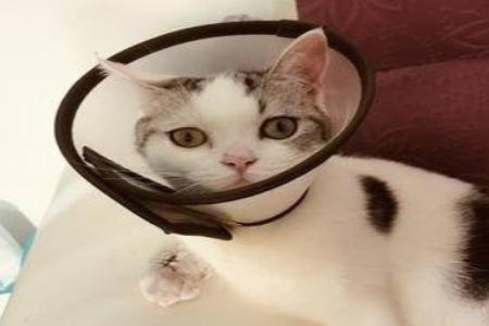 猫咪绝育手术注意事项？