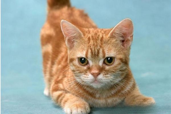 猫一般能活多久？