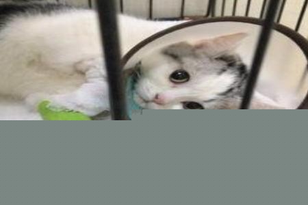 猫咪绝育手术注意事项？