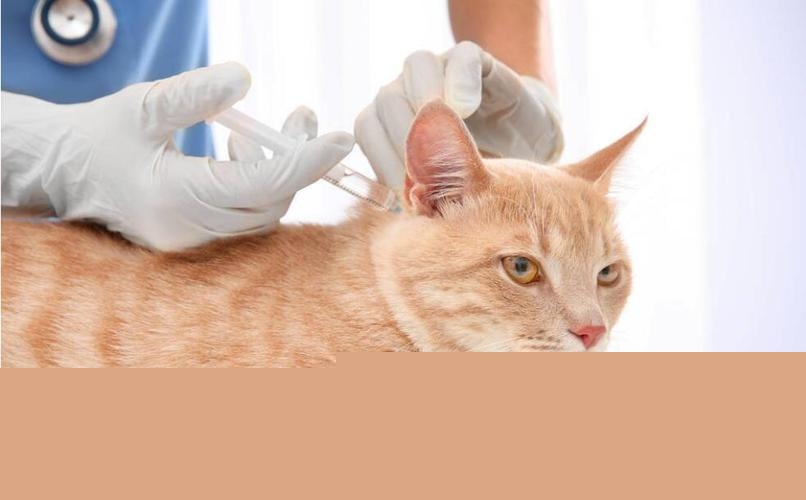 猫驱虫的正确方法?