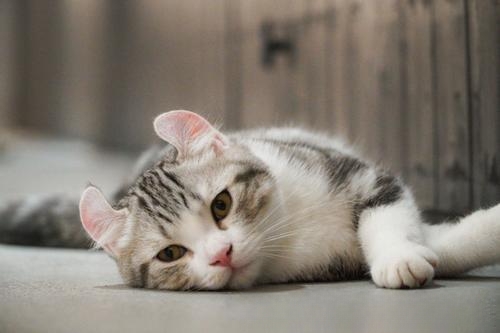 猫咪伤口沾到水变严重了，猫咪伤口化脓组织坏死，猫的伤口化脓新的组织坏死，怎么办？