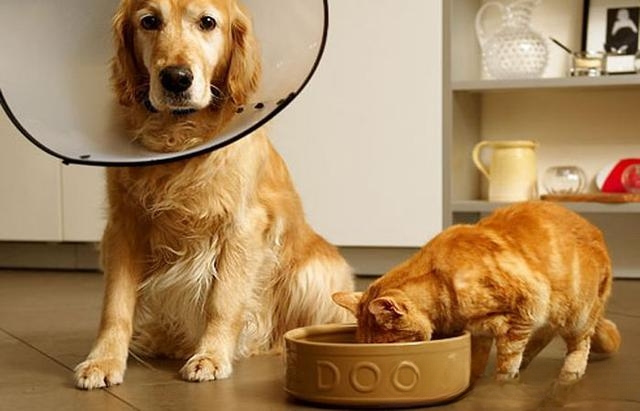 猫爱吃什么你知道吗？