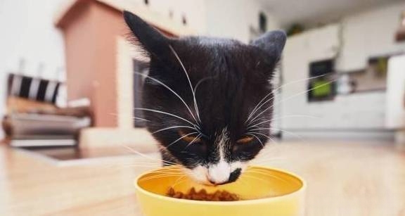 猫咪胃口不好怎么办?