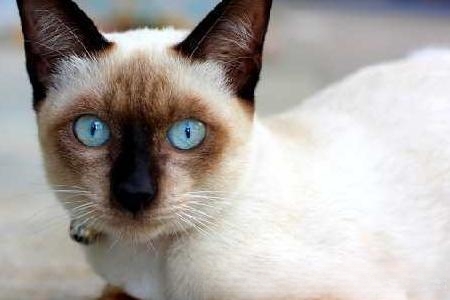 什么猫最温顺？