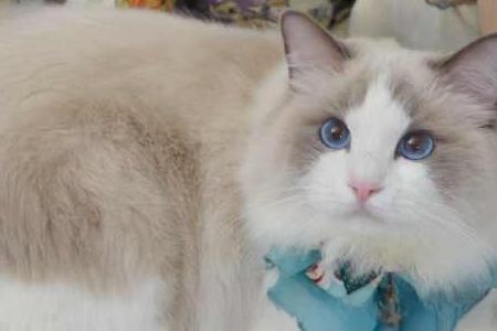 什么猫最温顺？