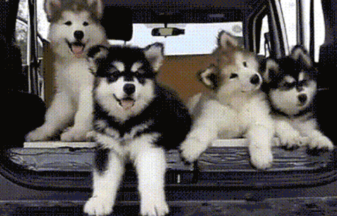 怎么判断猫咪是否信任你?