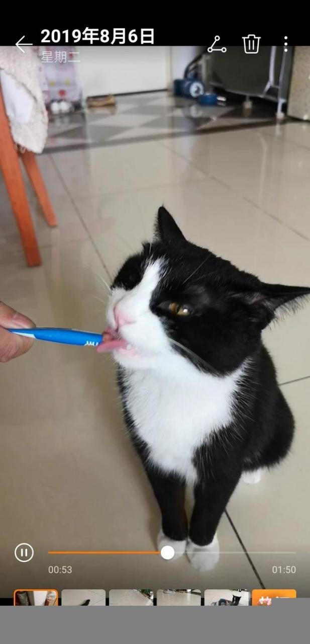 怎么判断猫咪是否信任你?