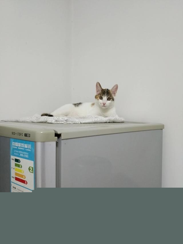 一个月的小猫怎么养活，一个月的猫能养活吗？