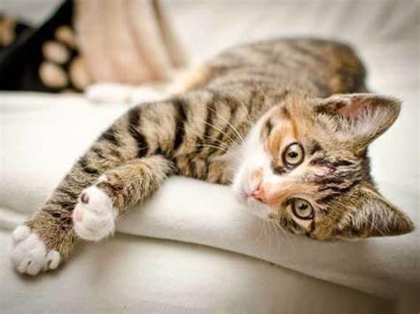 猫得了狂犬病什么症状？