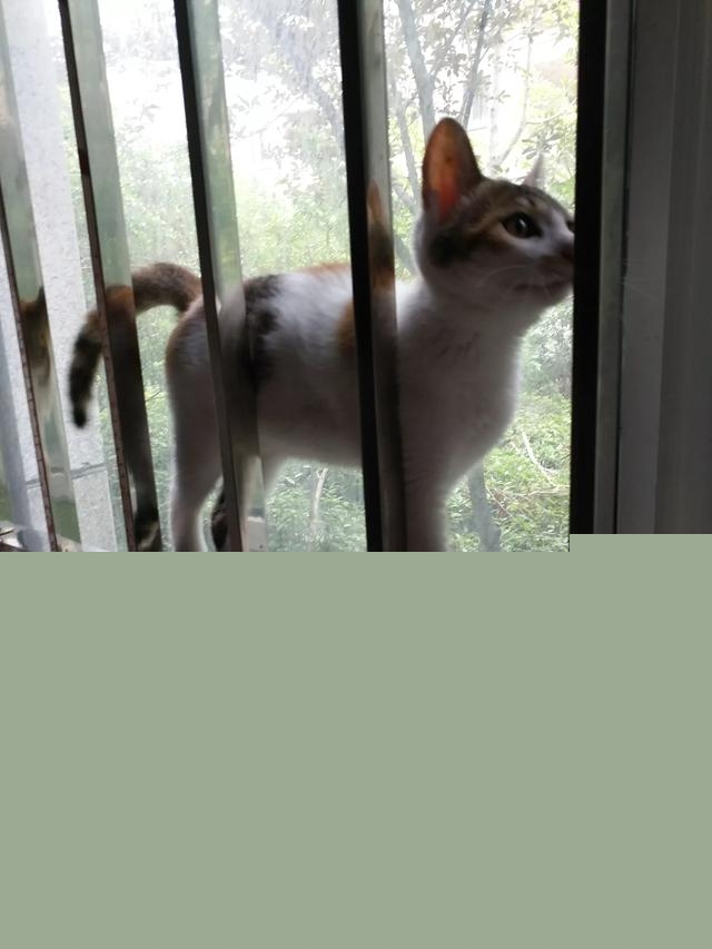 一个月的小猫怎么养活,一个月的猫能养活吗?