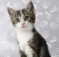 猫需要挤肛门腺吗？