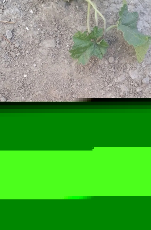 制作蟋蟀罐的方法？