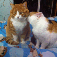 小猫有新的同伴来为什么会好像不高兴?