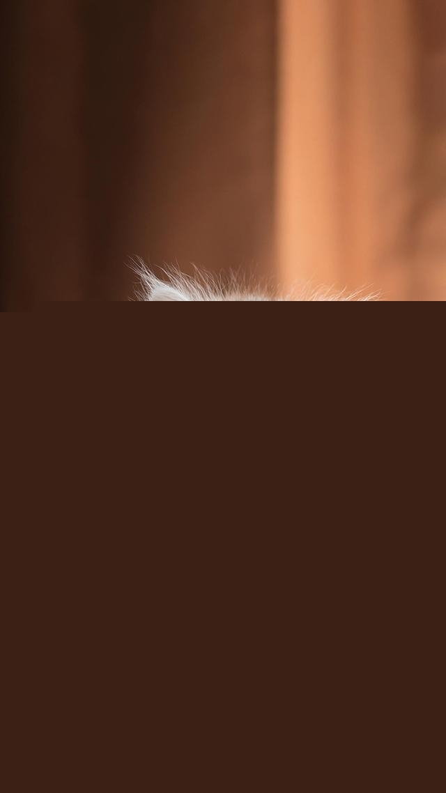 一个月的小猫怎么养活,一个月的猫能养活吗?