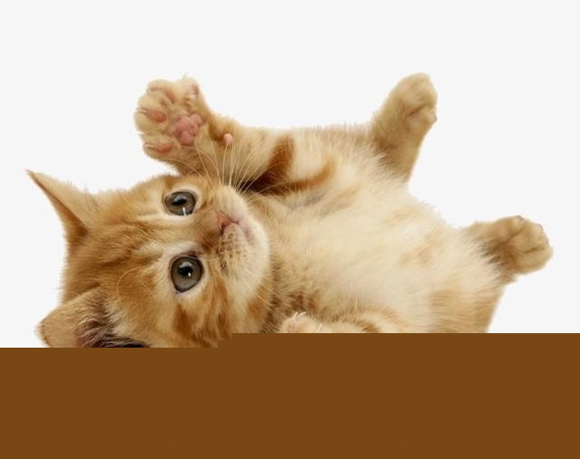 把猫送给别人，是不是一定要对方给个红包？