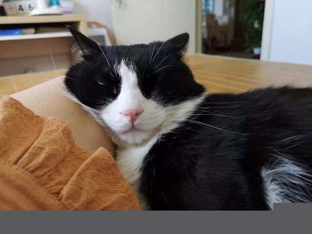 怎么判断猫咪是否信任你?