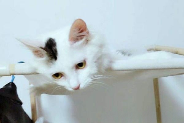 猫一般能活多久？