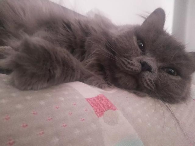 猫爱吃什么你知道吗？