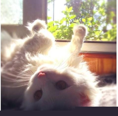 怎么判断猫咪是否信任你？