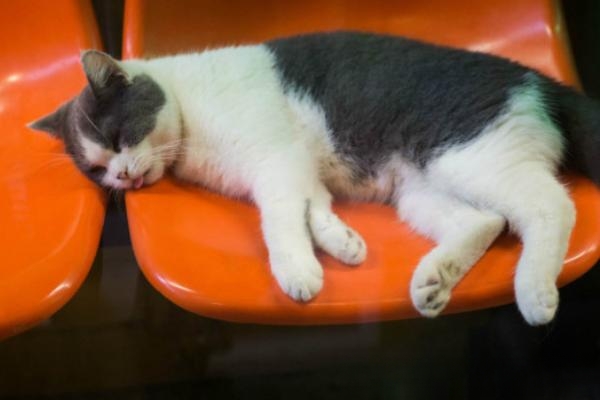 猫一般能活多久？