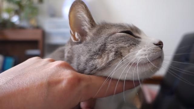 猫咪为什么喜欢别人摸它的脸蛋?