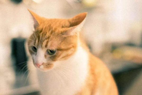 猫一般能活多久？