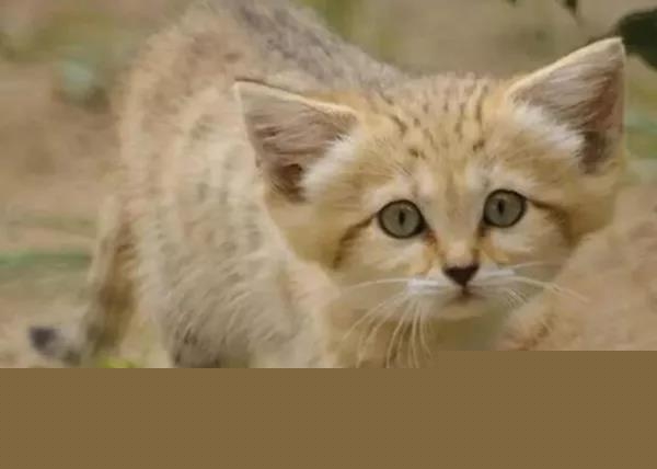 世界十大被禁养的猫？