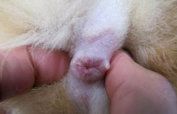 猫需要挤肛门腺吗？