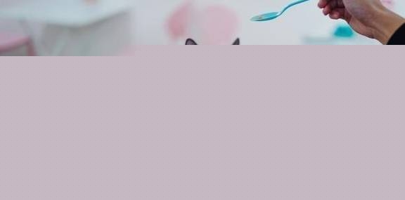 猫咪胃口不好怎么办？