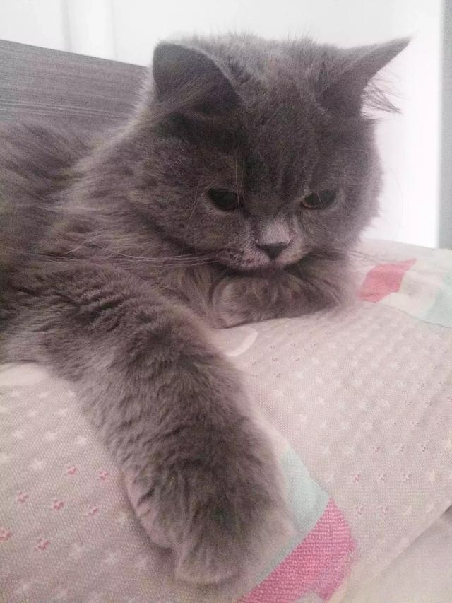 猫爱吃什么你知道吗？