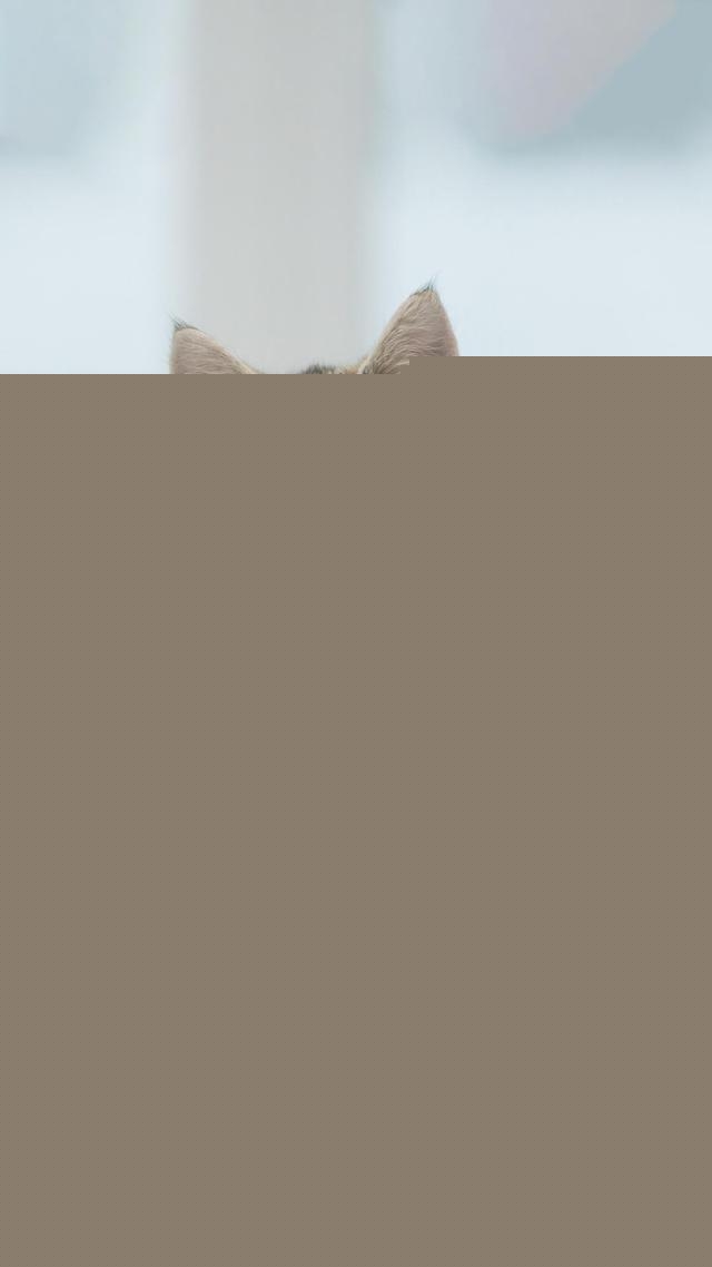 一个月的小猫怎么养活,一个月的猫能养活吗?