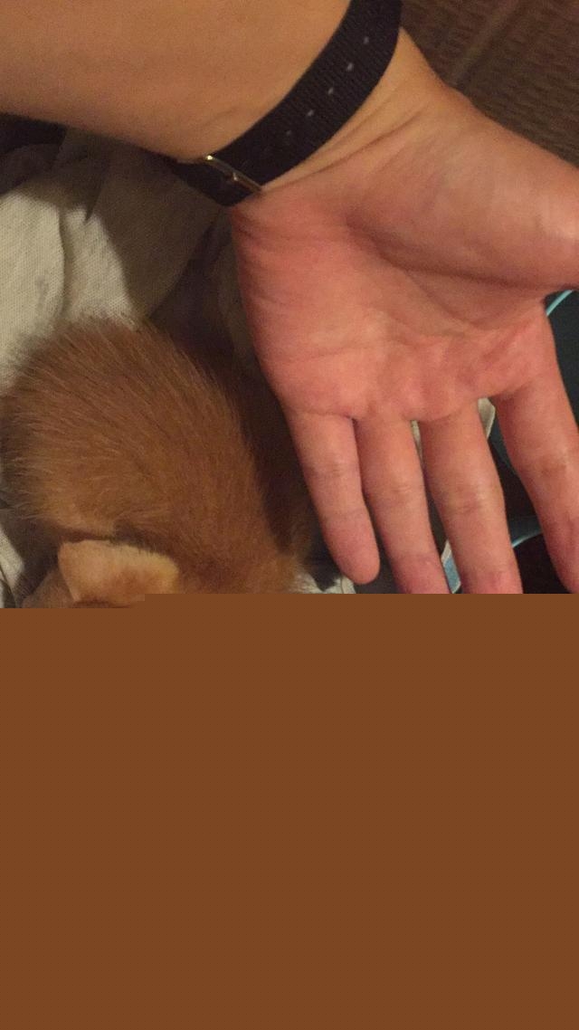 一个月的小猫怎么养活,一个月的猫能养活吗?