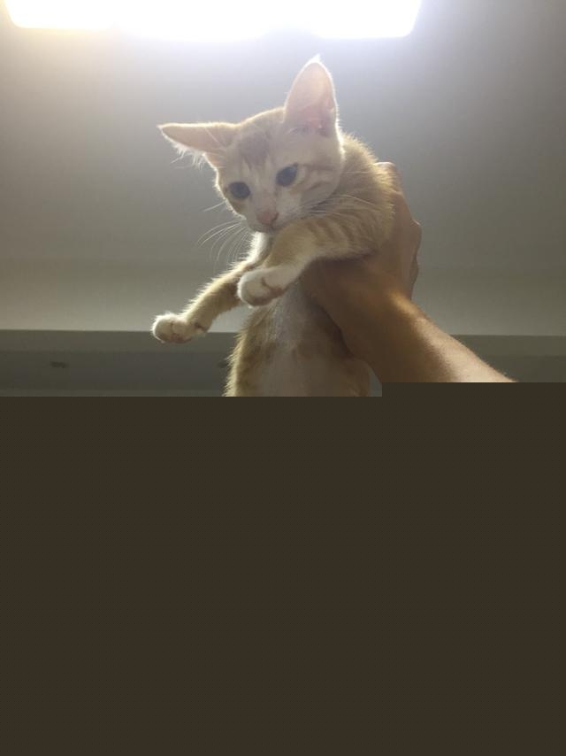 一个月的小猫怎么养活,一个月的猫能养活吗?