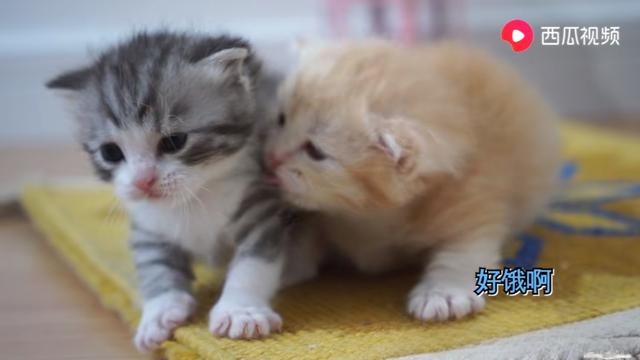 怎么判断猫咪是否信任你?