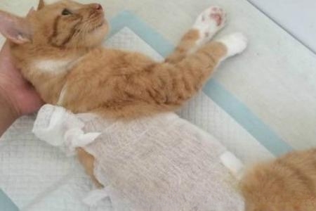 猫咪绝育手术注意事项？