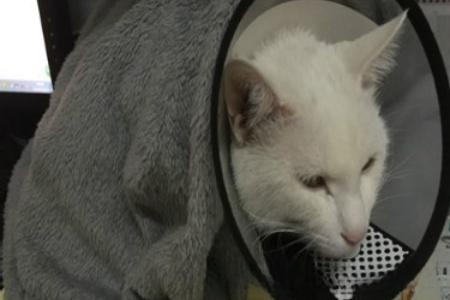 猫咪绝育手术注意事项？