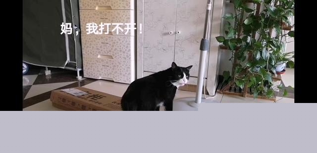 怎么判断猫咪是否信任你?