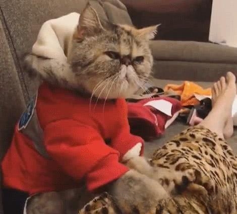 猫咪按摩主人什么意思?