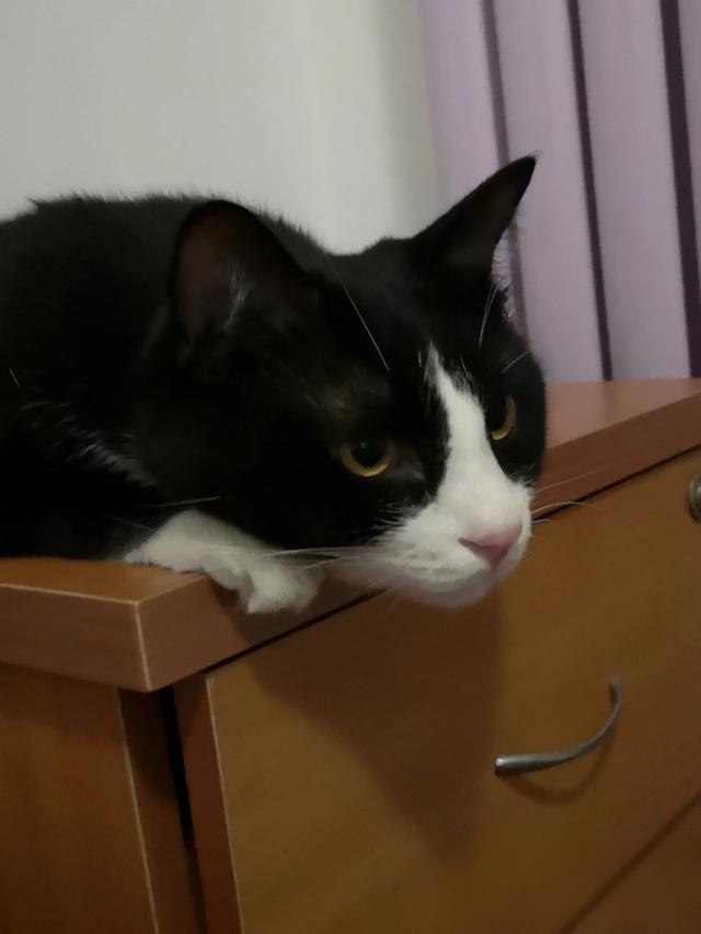 怎么判断猫咪是否信任你?