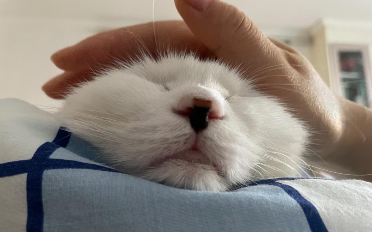 小猫咪的屁股很臭怎么办?