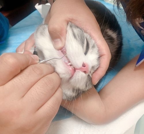 猫咪长牙结石怎么办？