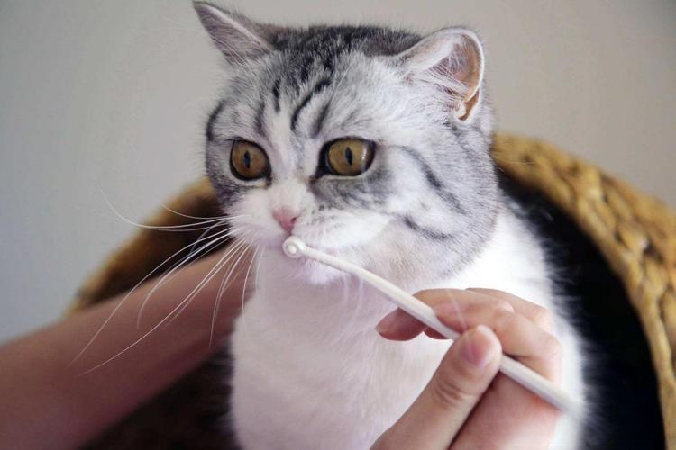 猫咪长牙结石怎么办？