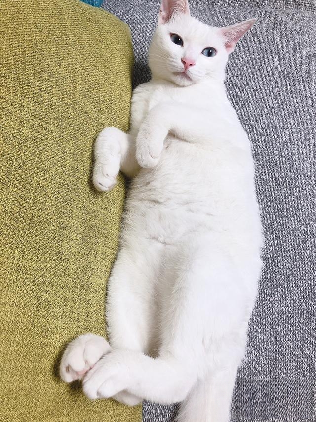 怀孕了，可是家里养了两只猫咪，舍不得送人啊，怎么办？