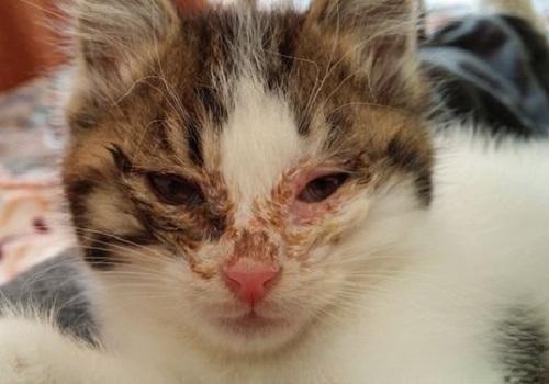 猫咪鼻支炎后遗症还会传染给别的小猫么？