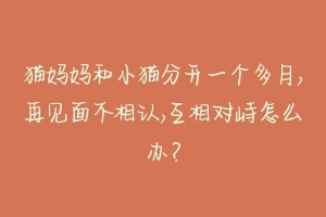 猫妈妈和小猫分开一个多月,再见面不相认,互相对峙怎么办？