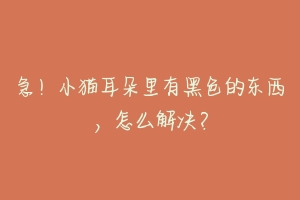 急!小猫耳朵里有黑色的东西,怎么解决?