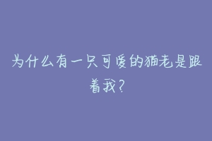 为什么有一只可爱的猫老是跟着我?