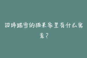 四蹄踏雪的猫来家里有什么寓意?
