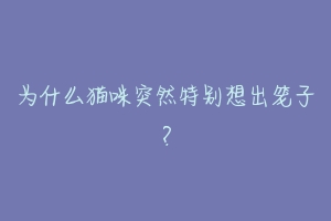 为什么猫咪突然特别想出笼子?