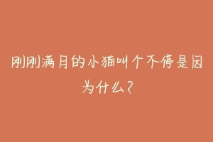 刚刚满月的小猫叫个不停是因为什么?